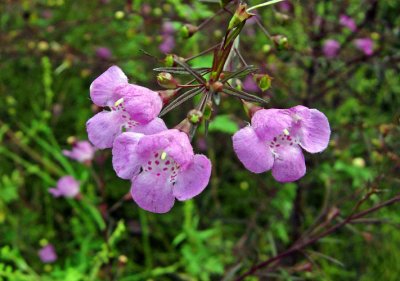 Agalinis species