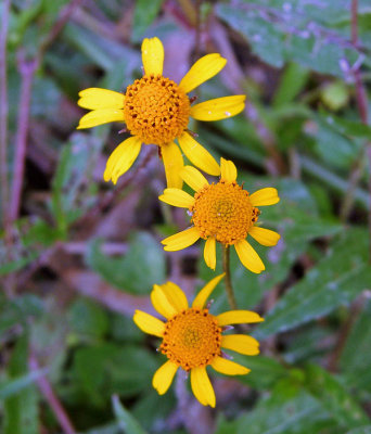 Oppositeleaf Spotflower (Acmella repens)