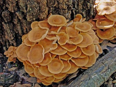 mushroom species