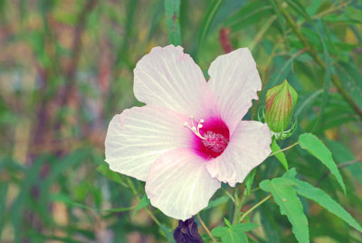  Halberd-leaved Rose Mallow (Hibiscus laevis)