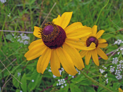 Rudbeckia species