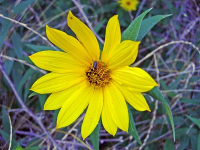 Hairy Sunflower (Helianthus hirsutus)