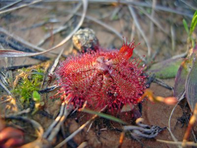 Dwarf Sundew