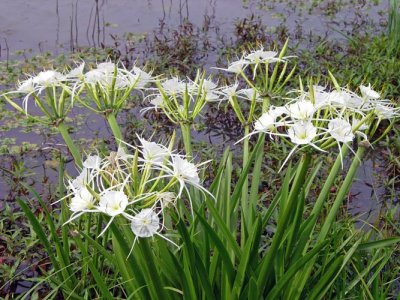 Spider Lilies