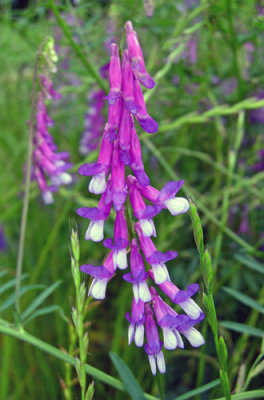 vetch species