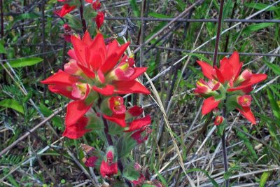 Indianpaintbrush