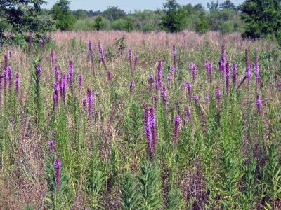 Liatris pycnostachya