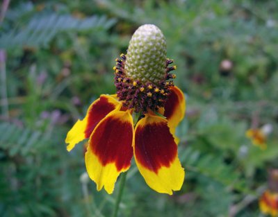 Mexican Hat (Ratibida columnaris)