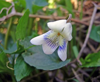 Viola missouriensis