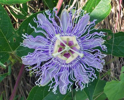 Passion flower (Passiflora incarnata)