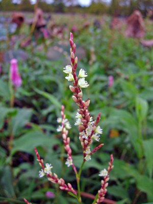 Mild Water Pepper  (Polygonum hydropiperoides)