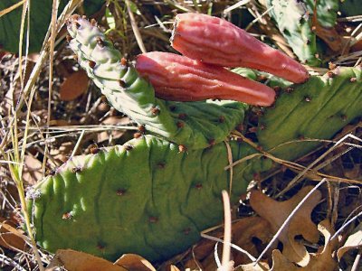 Prickly Pear Cactus (Opuntia species)