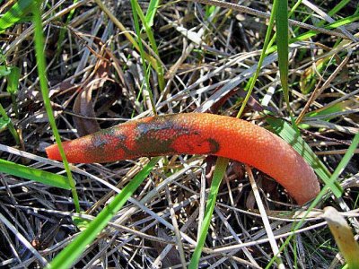 Elegant Stinkhorn (Mutinus elegans)