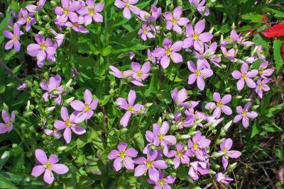 Rosepinks (Sabatia angularis)