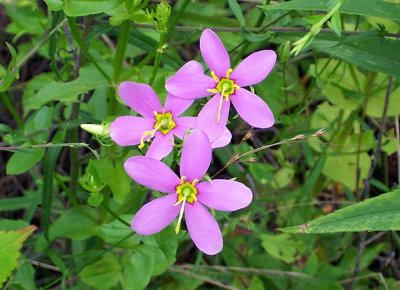 Rosepinks (Sabatia angularis)