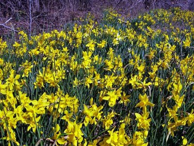 Daffodils