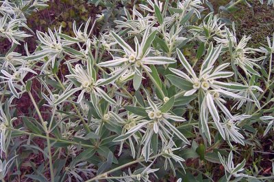 Snow-on-the-Prairie (Euphorbia bicolor)