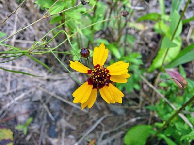 Tickseed (Coreopsis tinctoria)