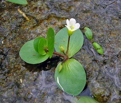 Disk Waterhyssop (Bacopa rotundifolia)