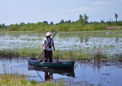 Eric Beck Surveying for gallinule & grebe Nests