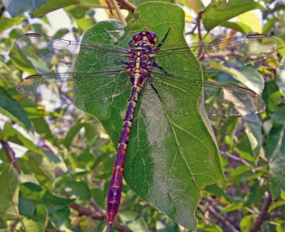 Two-striped Forceptail - female