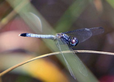 Little Blue Dragonlet