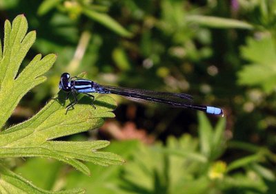 Skimming Bluet
