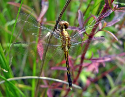 Little Blue Dragonlet