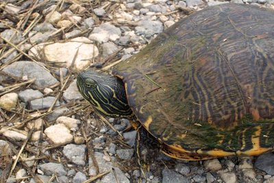 Eastern River Cooter