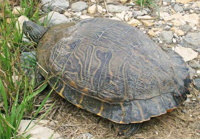 Eastern River Cooter