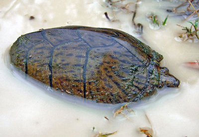 Razorback Musk Turtle