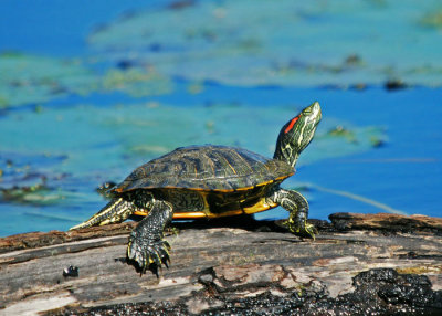 Red-eared Slider