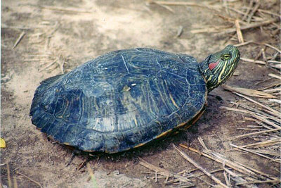 Red-eared Slider
