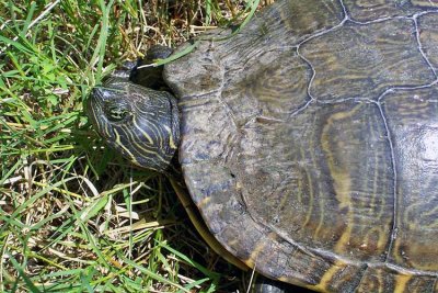 Eastern River Cooter
