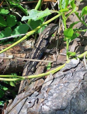 Eastern Fence Lizard