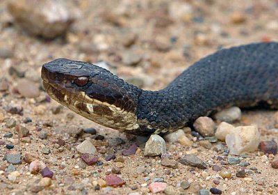 Western Cottonmouth