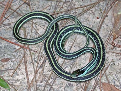 Orange-striped Ribbon Snake