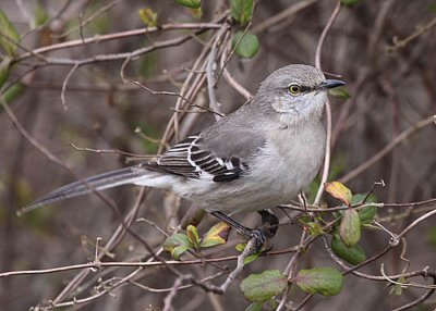 Northern Mockingbird