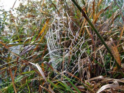Spider's Web with Dew