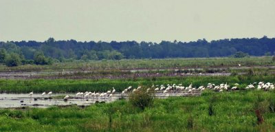 Waders in Unit 30