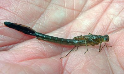 Lestes Nymph