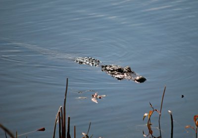 American Alligator