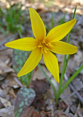 Yellow Trout Lily (Erythronium rostratum)