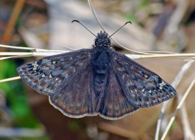 Juvenals Duskywing