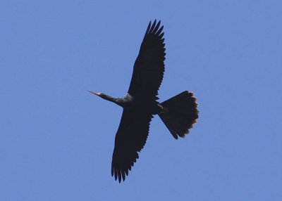 Anhinga
