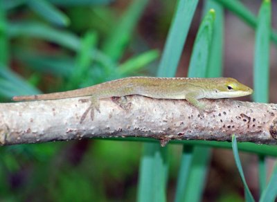 Green Anole