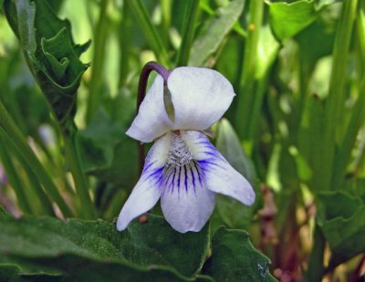 Violet (Viola missouriensis)