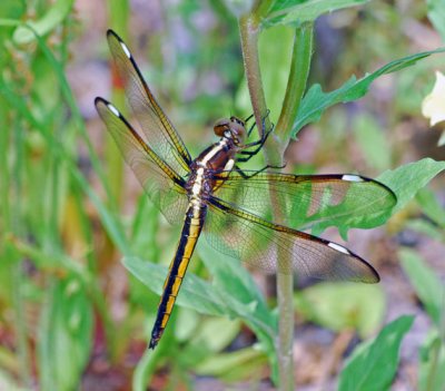 Spangled Skimmer