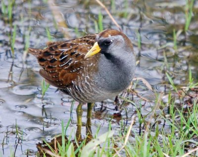 Sora