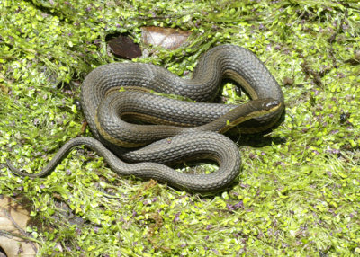 Graham's Crayfish Snake